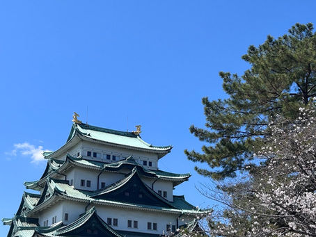 桜の名古屋城周辺🌸