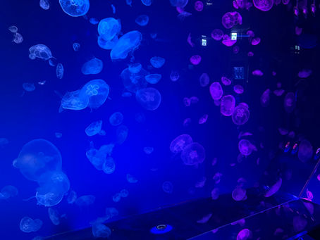 水族館デート🐬🐟