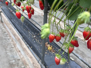 いちご狩りデート🍓