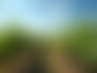 Acheter des vins artisanaux : l’art du vin d’auteur en ligne