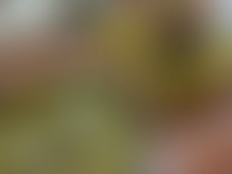 Ruchi’s Indian Cuisine – A Flavor-Packed South Indian Gem in Spring Branch 