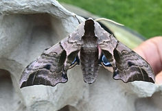 moth2.jpg
