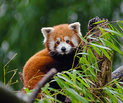 ENVIRONMENT & NATURE Student Projects.png