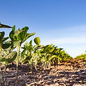 AI-Driven Novel Method for Weed Detection in Soy Plants Using YOLO Instance Segmentation M