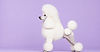 1200head-pet-kuafor-dog-lila_edited.jpg