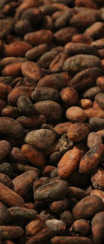 cacao, chocolat, maxime g