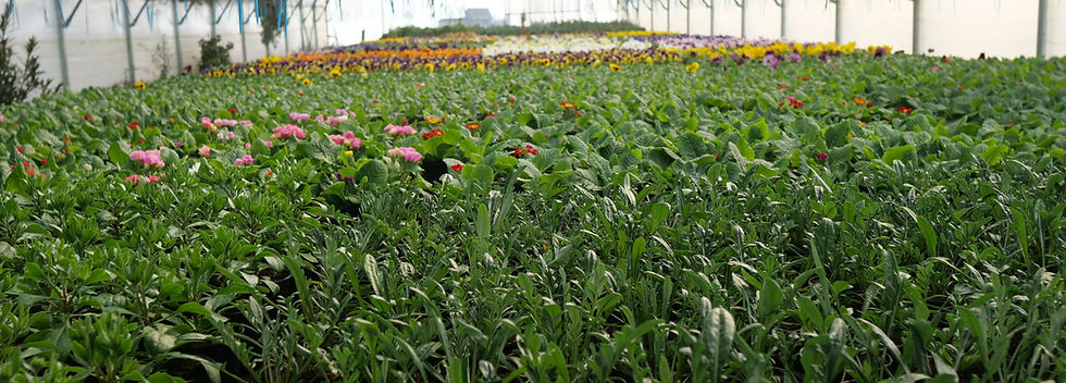 Biljke u Vrtlariji Manojlovic