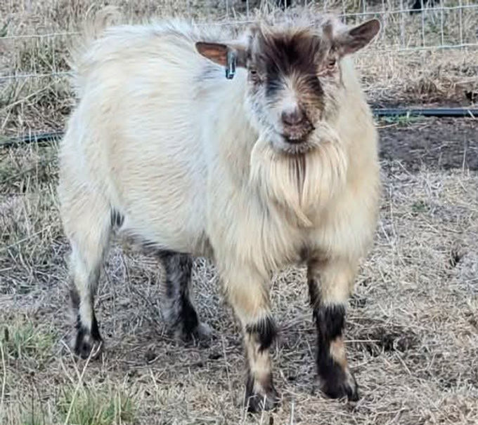 65ffc159-6d15-4ded-824d-003e76c2672f.jfif