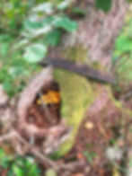 a tree trunk with a hollow inside, filled with yellow mushrooms. The tree trunk is circled by a rusty iron ring.