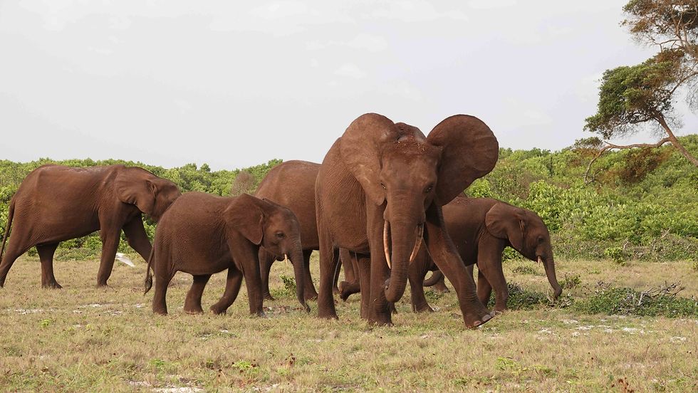 Gabon Elephants
