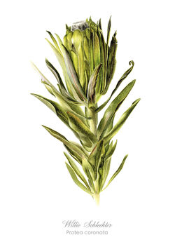 Protea coronata