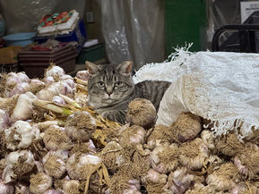 FAT stray cats .. 😍