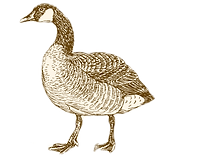 The Village Goose himself