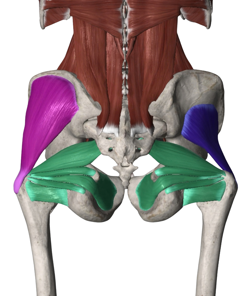 Zevní rotátory kyčelního kloubu - anatomický obrázek