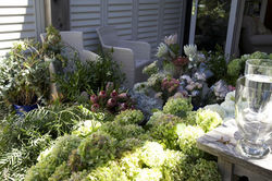 leslies sea of flowers.jpg