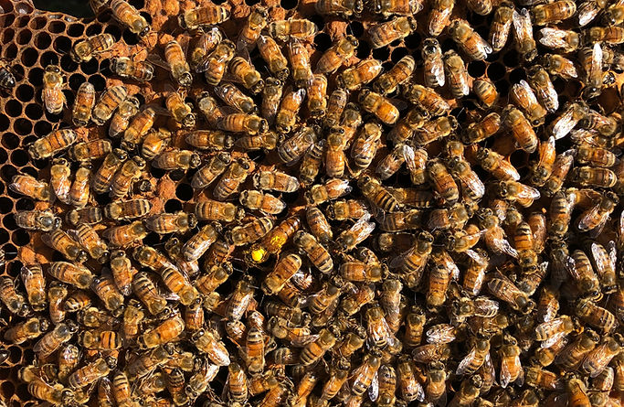 Frame Of Bees With Queen Bee