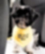 Carlton back at the vets_edited_edited.jpg