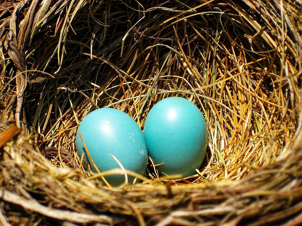 Robin Eggs