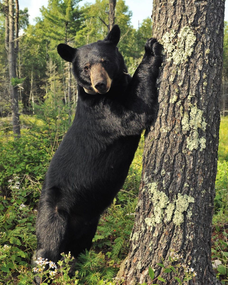 Sonhar com urso significado e simbolismo Sonhar com urso significado e simbolismo