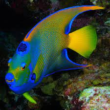 Sonhar com peixe