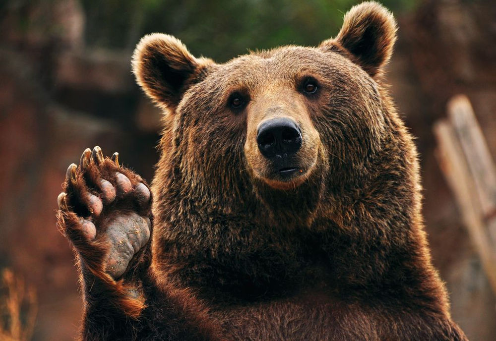 Sonhar com urso significado e simbolismo Sonhar com urso significado e simbolismo