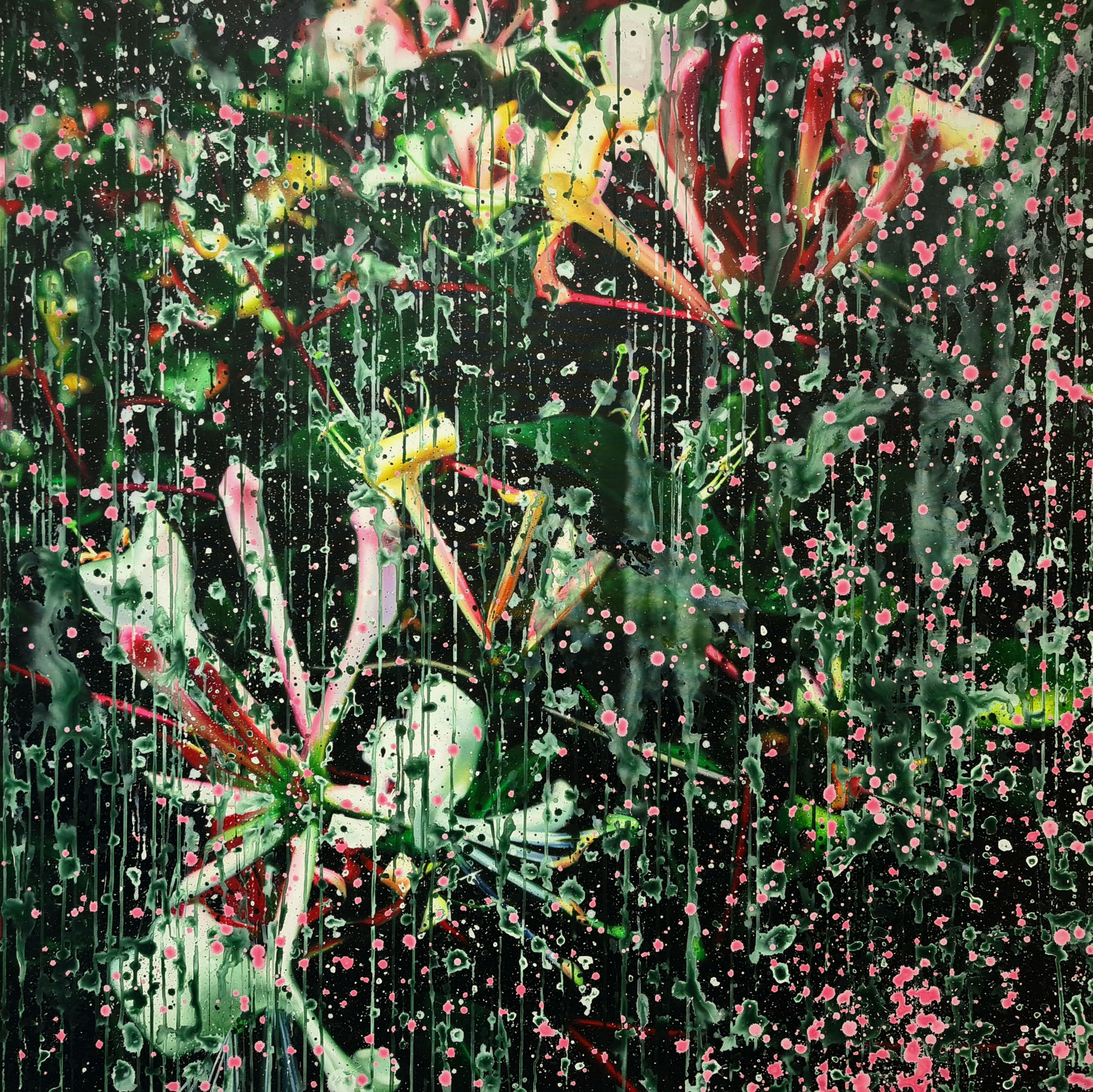 Lonicera Caprifolium Dark 01