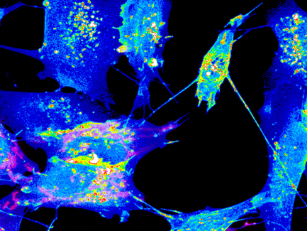 Nanotubes: proof of their existence in vivo in zebrafish