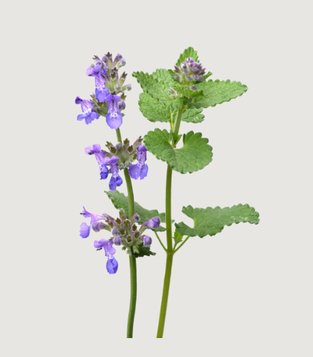 Thumbnail: Catnip para gato