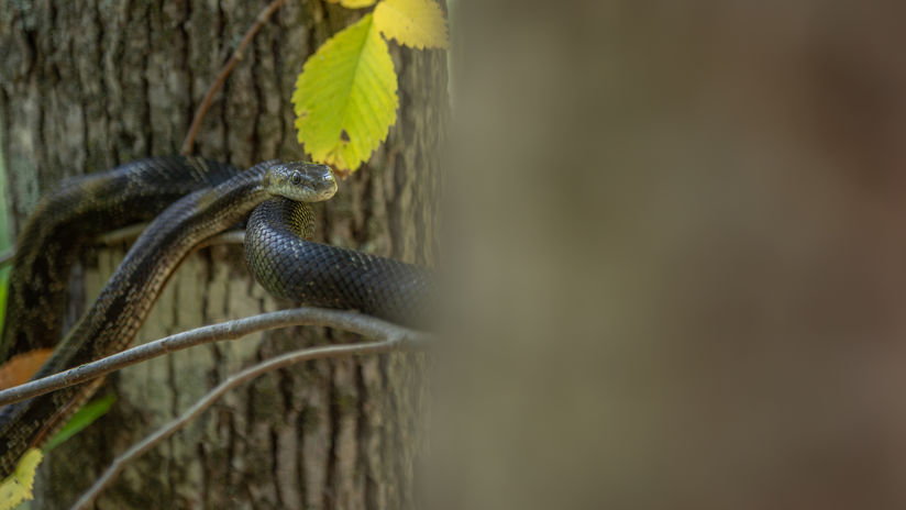 Gray Ratsnake