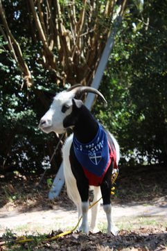 julie mcghee - IMG_2761.JPG