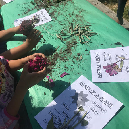 Reconstructing Plant Parts at Carson Gore