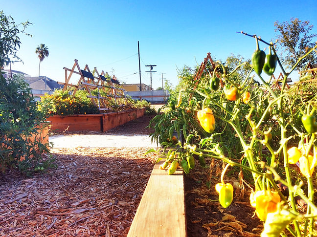 Copy of Copy of IMG_3931.JPG.jpg