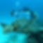 turtle.jpg