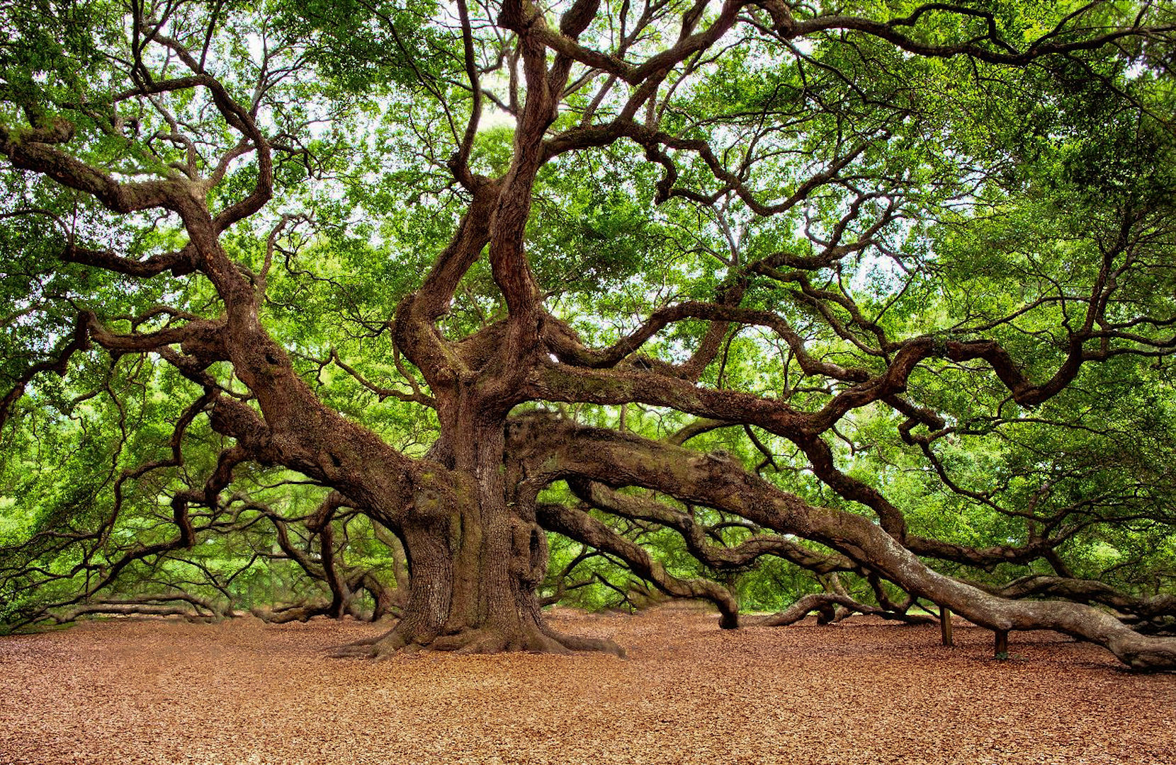 Free-To-Grow tree.jpg