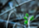 Free to Grow