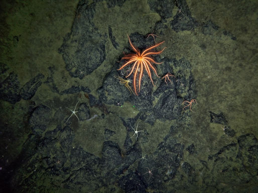 Improving Subsea Imaging for Marine Operations