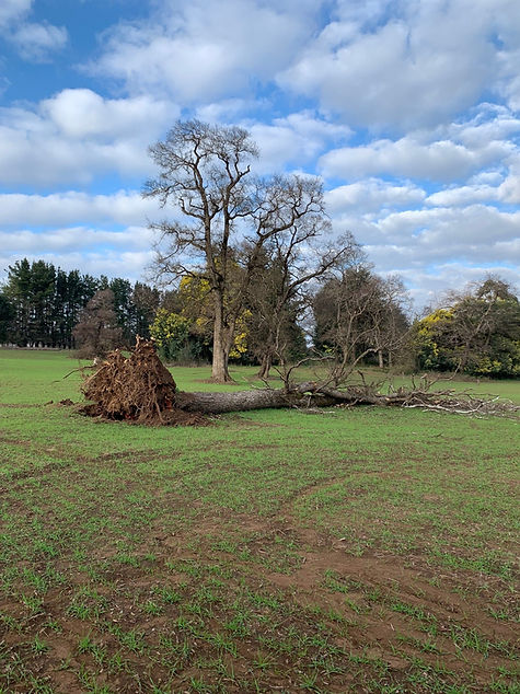 potrero polita_edited.jpg