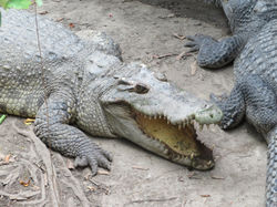 Bangkok - SamutPrakarn Crocodile Farm