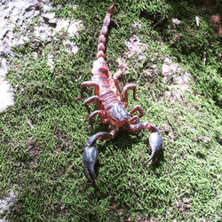 Khao Yai National Park