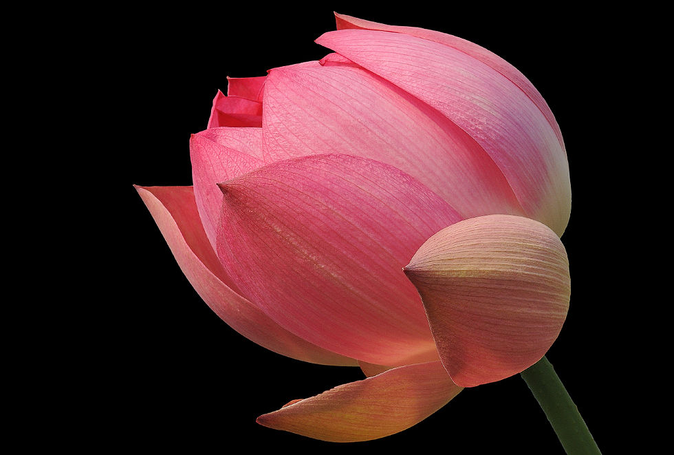 IMAGE USED FOR LOTUS FLOWER