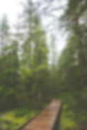 wooden-path-middle-forest.jpg