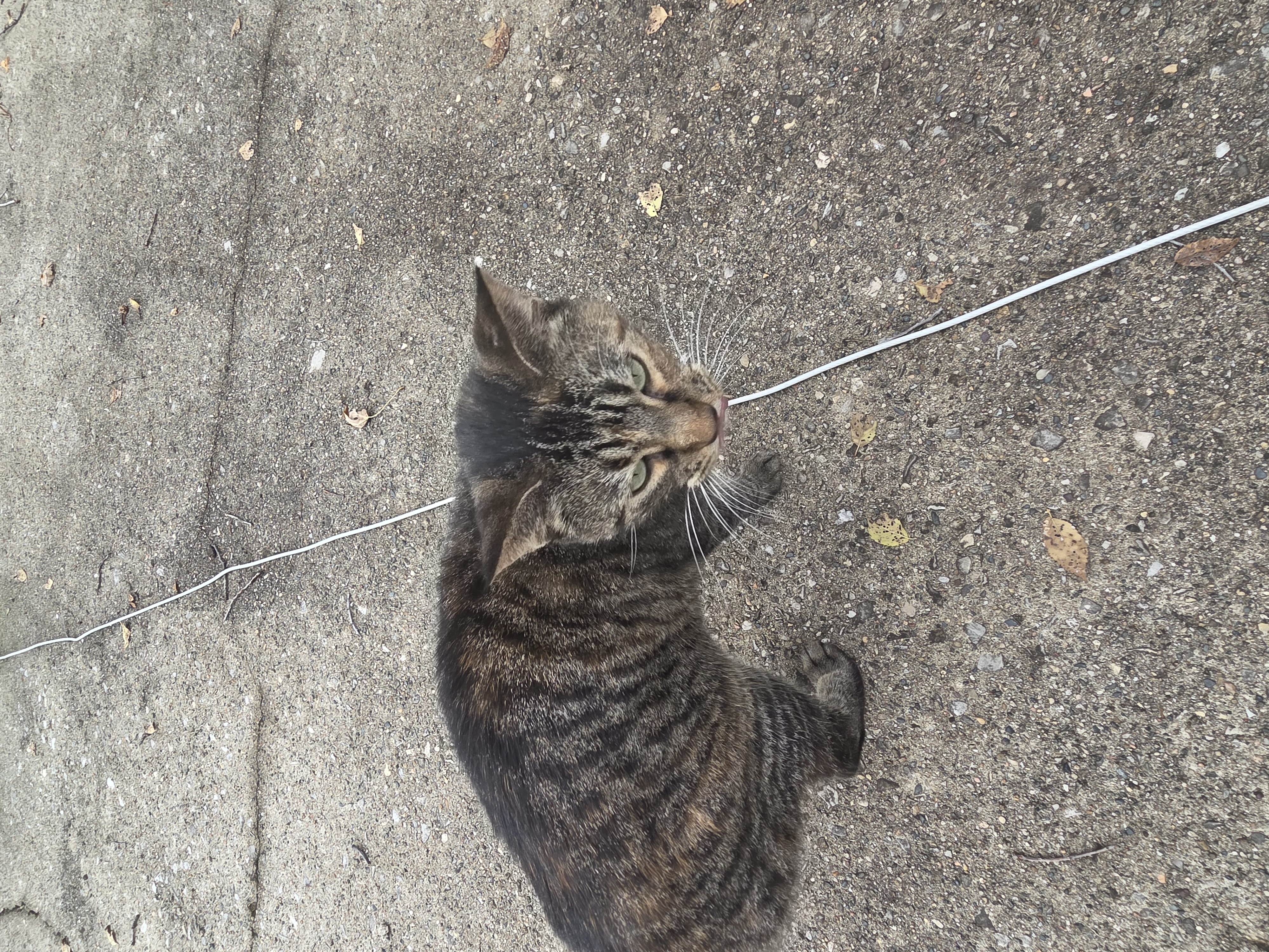 Screen Shot 2021-01-10 at 1.41.04 PM.png