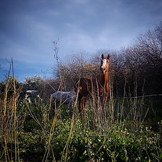 Horses in paddock at riding farm, Ermionida Peloponnese