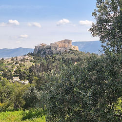 A view through the branches of a pine tree framing the Parthenon, emphasizing the natural, pine-scented setting of the urban trek.