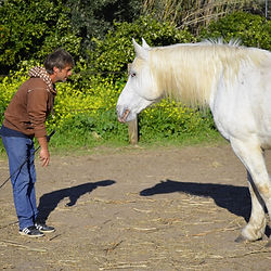 Close-up of horse during ground handling session, Ermionida farm