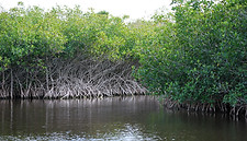 Mangroves.jpg