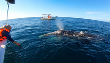 Friendly whale.png