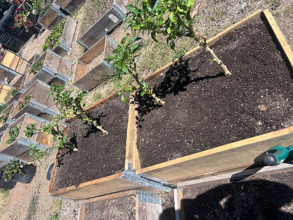 Pepper plants in wooden bed