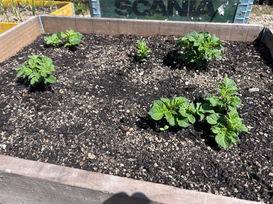 Will potatoes survive the frost? What happened in my garden