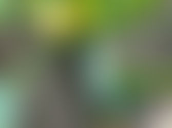 Squash growing in the garden